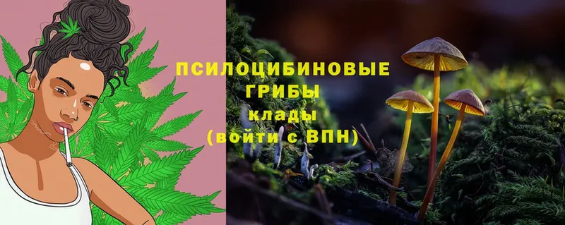 наркота  Каспийск  Галлюциногенные грибы Psilocybe 