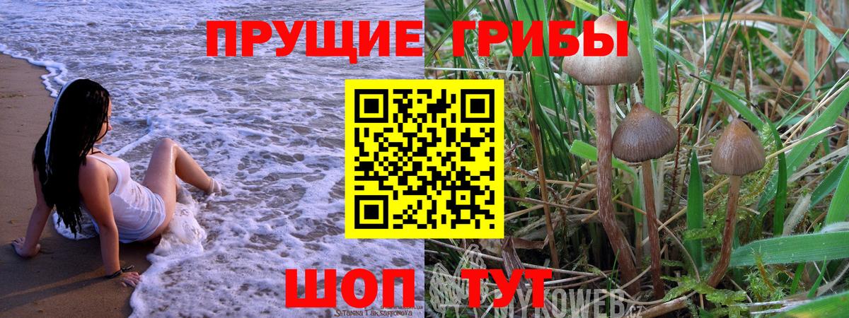 Каспийск  Псилоцибиновые грибы Psilocybe  Псилоцибиновые грибы прущие грибы  Вход с VPN 
